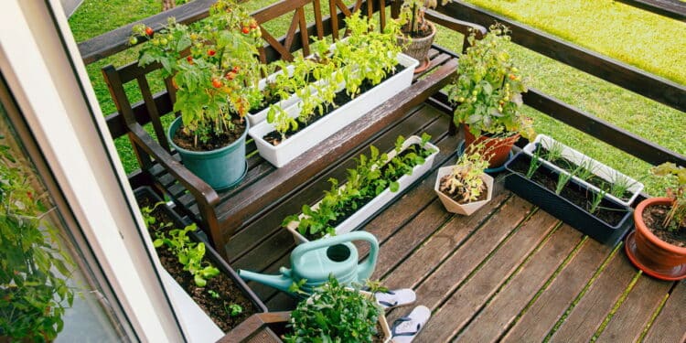 Aprenda a cultivar temperos que suportam o calor em sua horta caseira