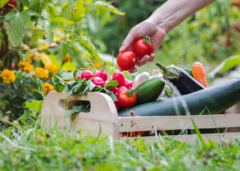 Os melhores truques para crescer temperos no seu jardim de forma simples