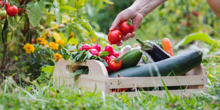 Os melhores truques para crescer temperos no seu jardim de forma simples