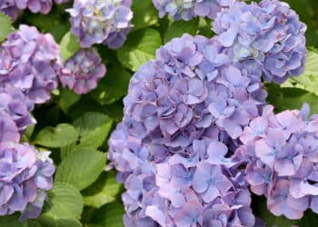 Créditos: depositphotos.com / akiyoko74