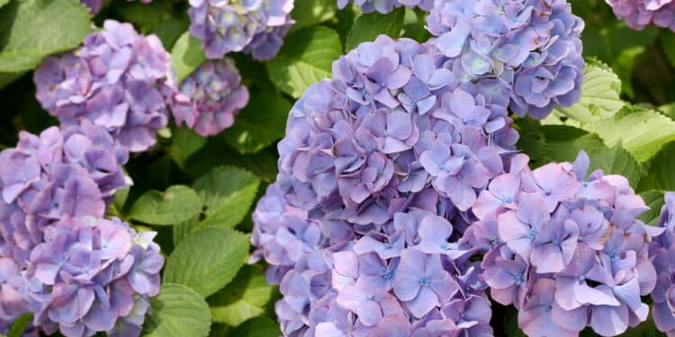 Créditos: depositphotos.com / akiyoko74