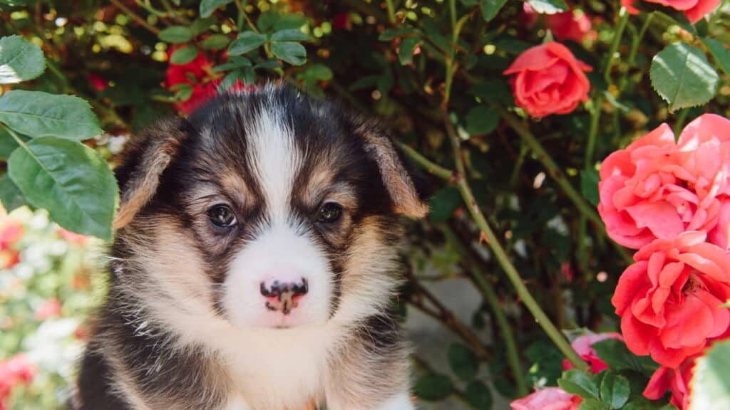 As plantas tóxicas que você deve manter longe dos seus pets
