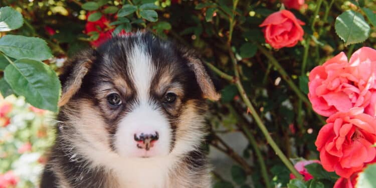 As 5 plantas muito perigosas para cães que você nunca deve ter em casa