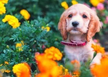 As plantas tóxicas que você deve manter longe dos seus pets