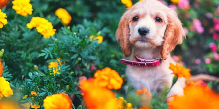 As plantas tóxicas que você deve manter longe dos seus pets