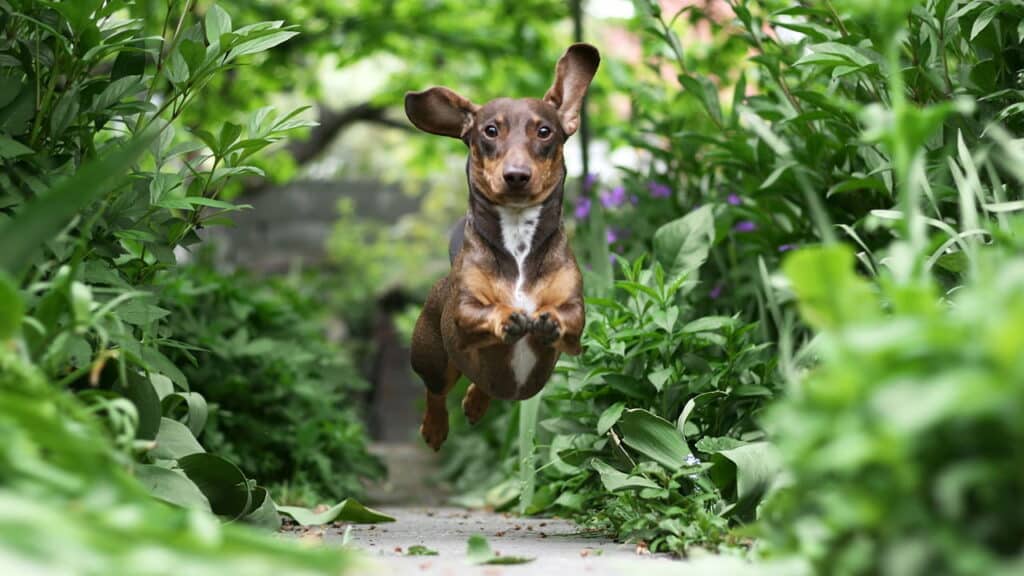 As plantas tóxicas que você deve manter longe dos seus pets