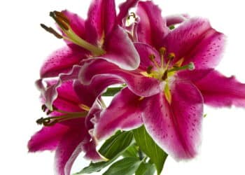 Essa é a flor que transforma qualquer ambiente com beleza única
