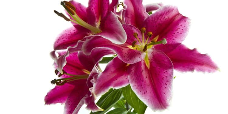 Essa é a flor que transforma qualquer ambiente com beleza única