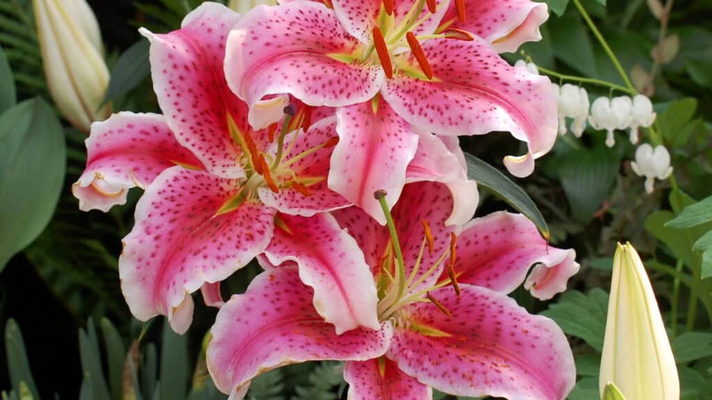 Essa é a flor que transforma qualquer ambiente com beleza única