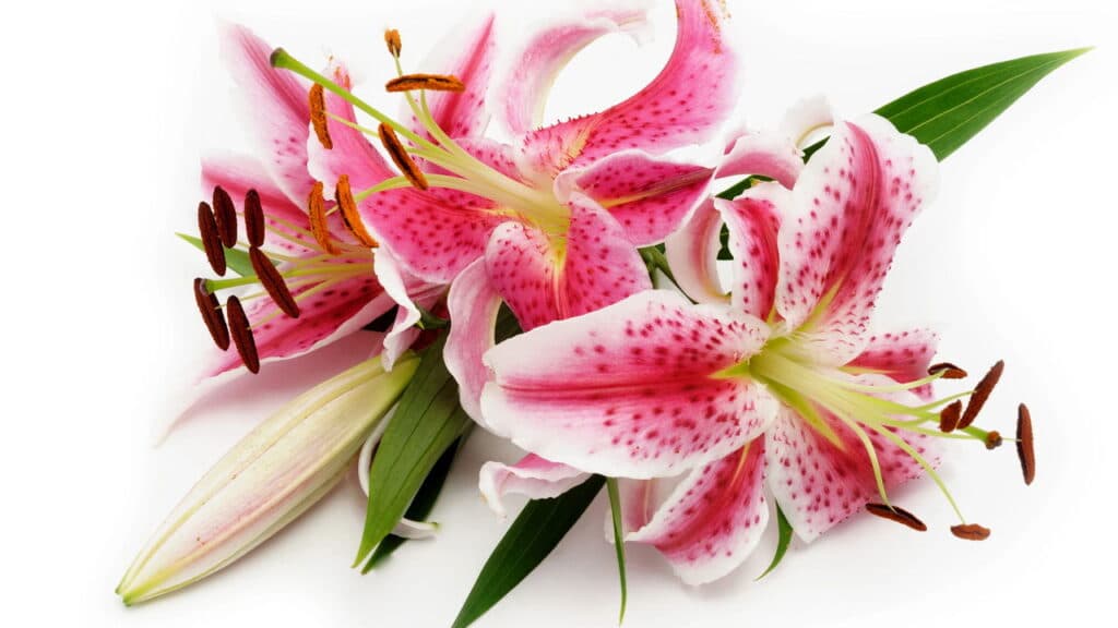 Essa é a flor que transforma qualquer ambiente com beleza única