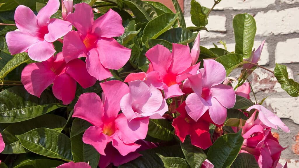 O truque para um jardim encantado com a flor que floresce o ano todo