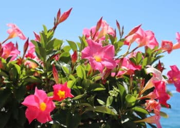 O truque para um jardim encantado com a flor que floresce o ano todo