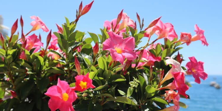 O truque para um jardim encantado com a flor que floresce o ano todo