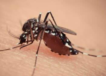 O melhor truque para expulsar mosquitos da sua casa