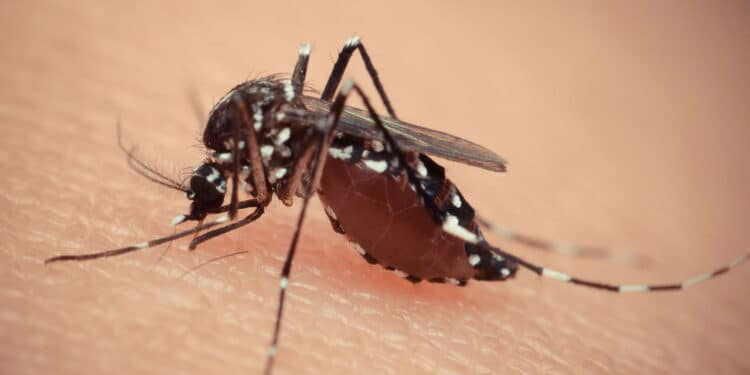 O melhor truque para expulsar mosquitos da sua casa