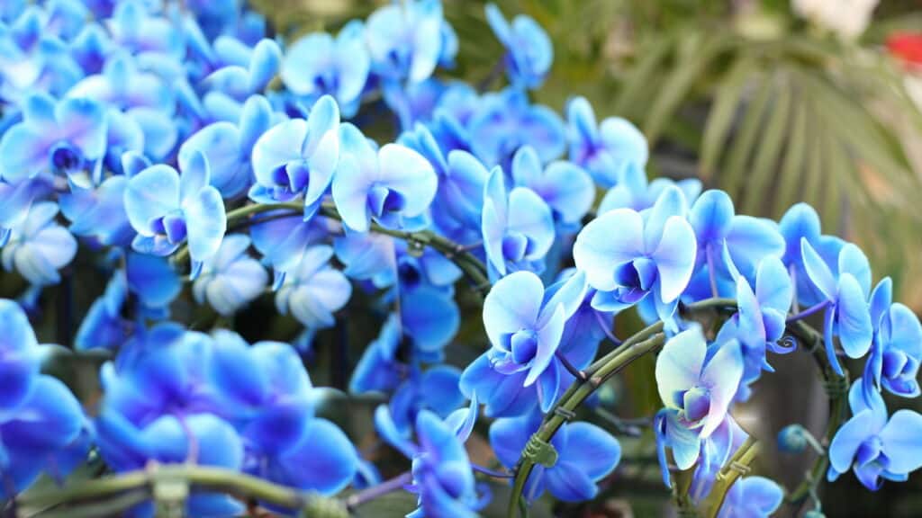 O segredo para cultivar um jardim incrível de orquídeas