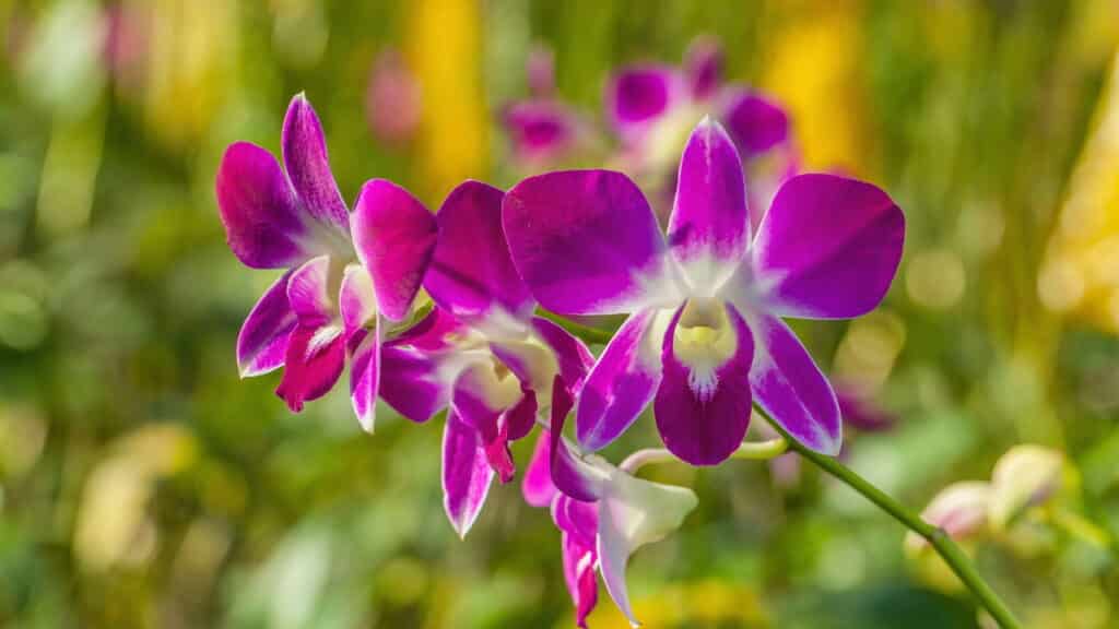 Essas 4 plantas de luxo não faltam nas mansões dos grandes milionários