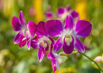 O segredo para cultivar um jardim incrível de orquídeas