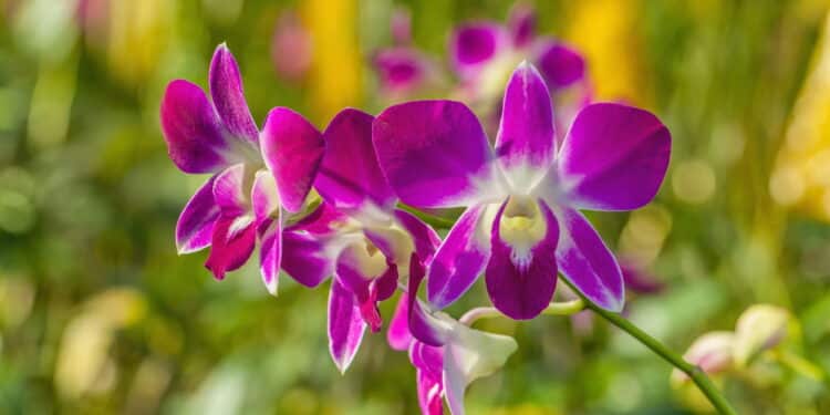O segredo para cultivar um jardim incrível de orquídeas