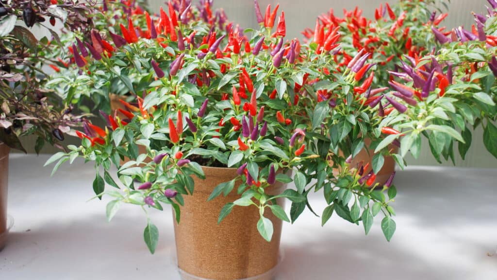 O segredo para cultivar pimentas em vasos sem esforço