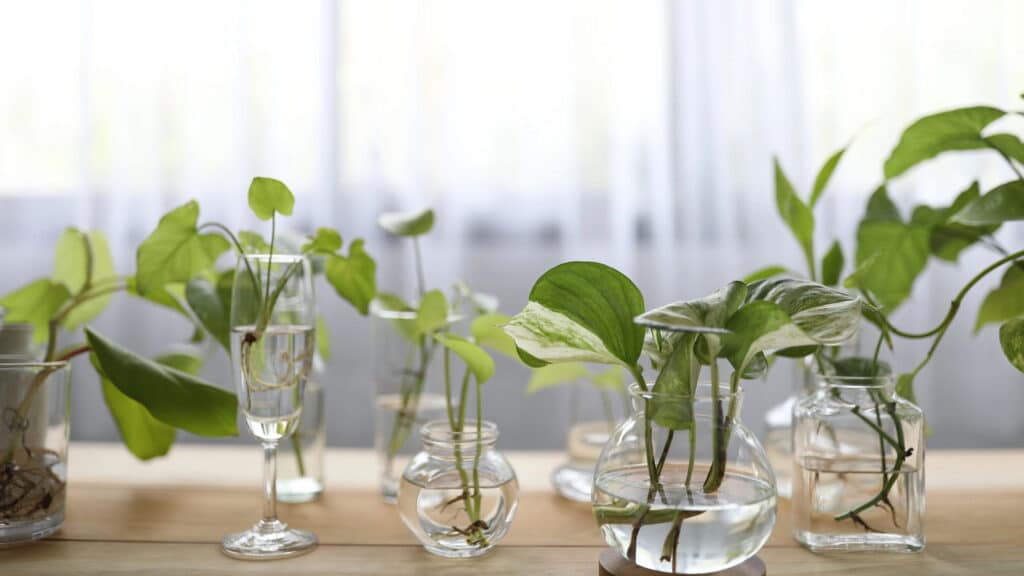 Aprenda a ganhar dinheiro com plantas fáceis de cuidar e vender
