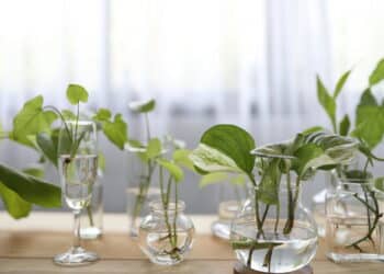 Aprenda a ganhar dinheiro com plantas fáceis de cuidar e vender
