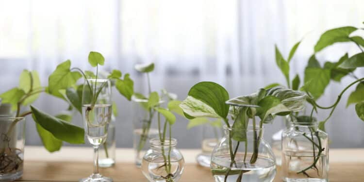 Plantas // Créditos: depositphotos.com / paladin12