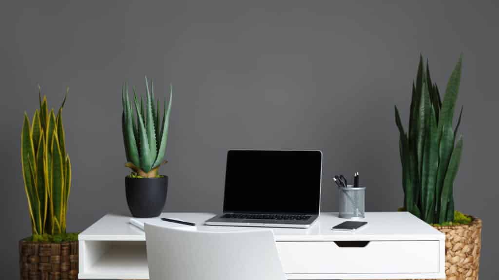 As 5 plantas ideais para trazer sucesso ao seu escritório home office em casa