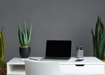 A planta ideal para quem trabalha home office manter o foco e decorar a casa