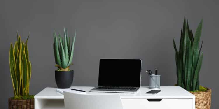 A planta ideal para quem trabalha home office manter o foco e decorar a casa