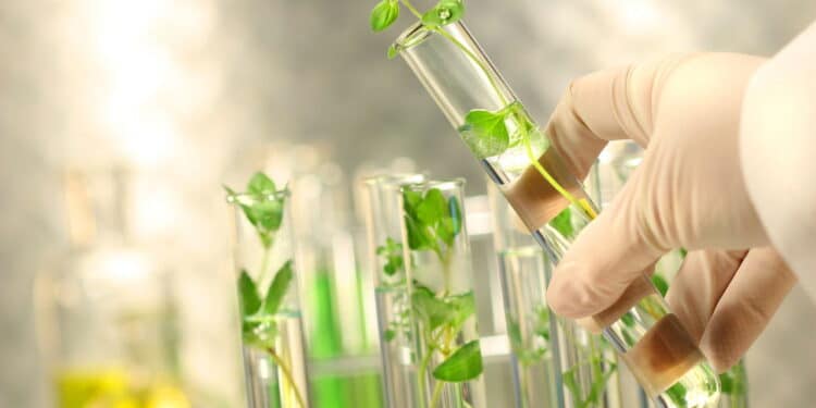 Plantas medicinais // Créditos: depositphotos.com / Sandralise