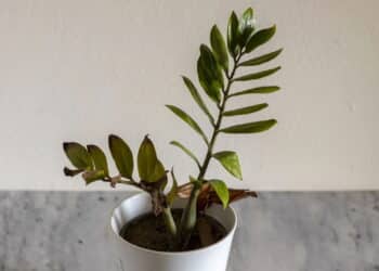 O segredo para mudar plantas de vaso sem prejudicar seu crescimento