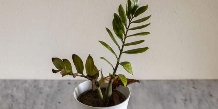 O segredo para mudar plantas de vaso sem prejudicar seu crescimento