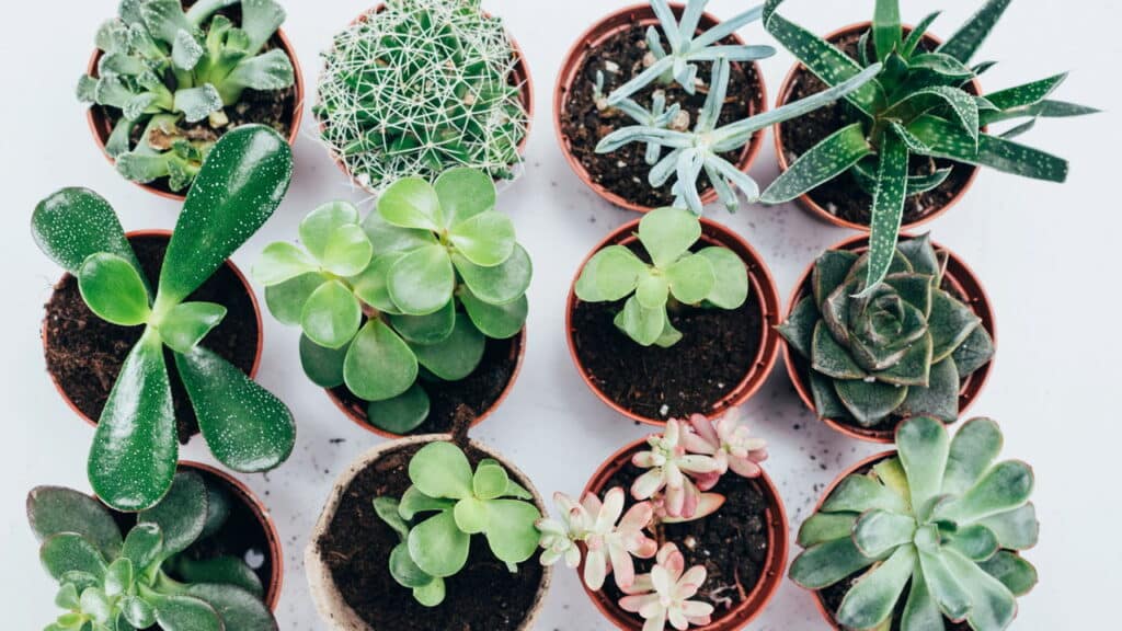As 5 plantas mais fáceis de cultivar e vender para uma renda extra