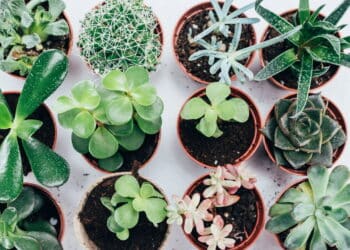 Plantas no vaso // Créditos: depositphotos.com / VadimVasenin