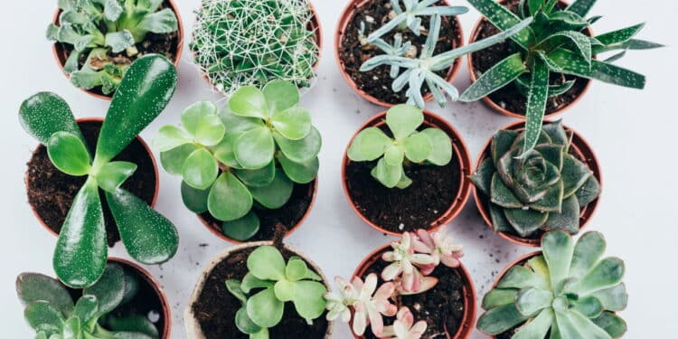 Plantas no vaso // Créditos: depositphotos.com / VadimVasenin