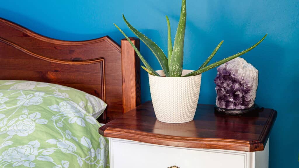 As 5 plantas que purificam o ar e ajudam a dormir melhor