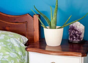 As 5 plantas que purificam o ar e ajudam a dormir melhor