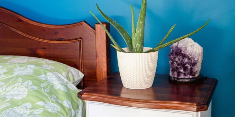 As 5 plantas que purificam o ar e ajudam a dormir melhor