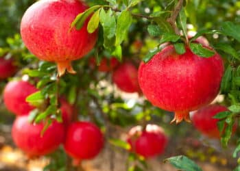 A fruta secreta fácil de plantar em casa que protege o coração