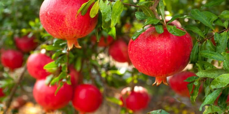 A fruta secreta fácil de plantar em casa que protege o coração