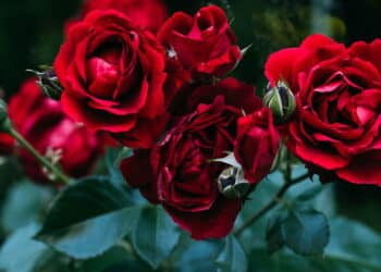 O jardim de rosas que você sempre sonhou pode estar na sua casa