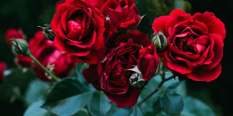 O jardim de rosas que você sempre sonhou pode estar na sua casa