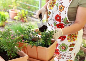 As 10 plantas que você não pode deixar de plantar em outubro