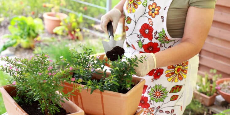 As 10 plantas que você não pode deixar de plantar em outubro