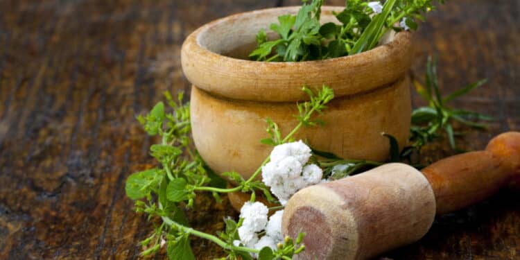 Os temperos mais fáceis de cultivar em sua horta e que todo mundo ama