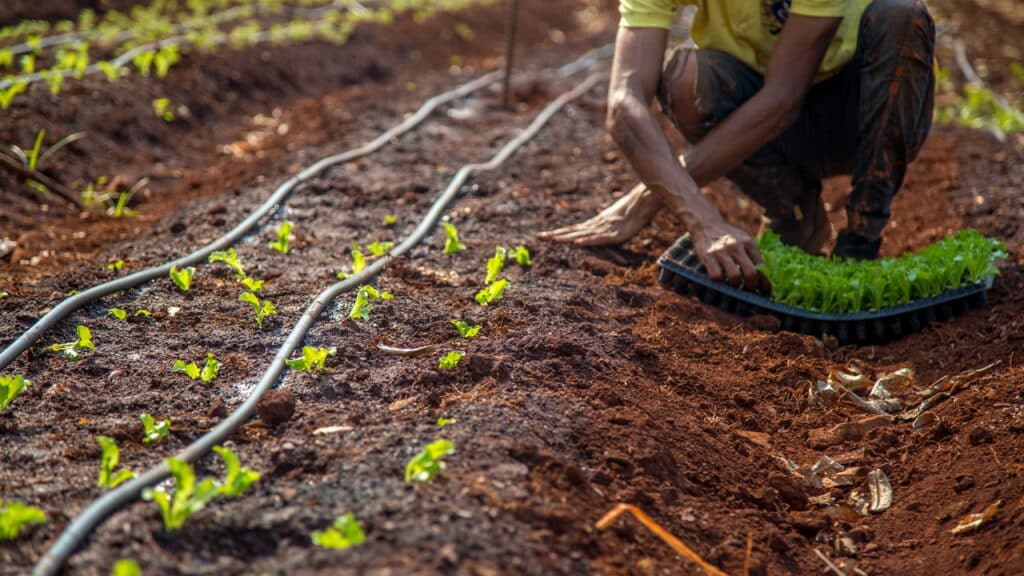 O segredo para escolher uma terra fértil e nutritiva para plantar