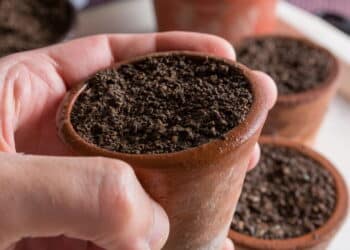 O segredo para escolher uma terra fértil e nutritiva para plantar