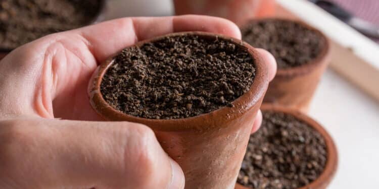 O segredo para escolher uma terra fértil e nutritiva para plantar