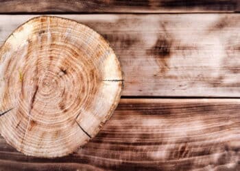 Créditos: depositphotos.com / Leo-nik